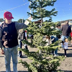 Kringles Korner Christmas Trees - Found my silvertip