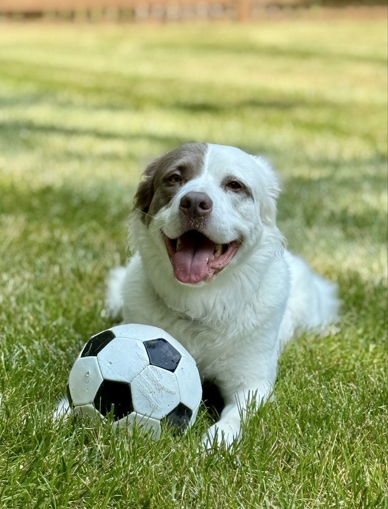 Berry Good Pet Nanny - pet boarding facility in Midlothian, VA