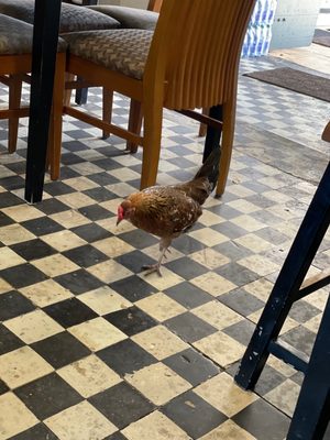 Polly's At the Pier by null