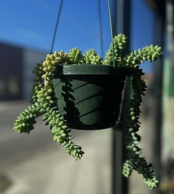 Shop Our Plants - Visit Greenleaf Collective and transform your space into a green haven today! Our plant shop offers a diverse range to suit every style and space. We also offer pots and soil to keep your plants thriving.