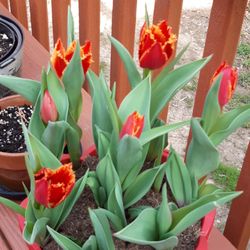 Kekeli Assisted Living Services - Flowers on our deck when in season.