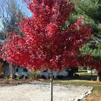 Lovers Lane Tree Farm - a red maple tree - Nurseries & Gardening Near Me - Bowling Green, Kentucky Lovers Lane Tree Farm - a red maple tree - Nurseries & Gardening Near Me - Bowling Green, Kentucky