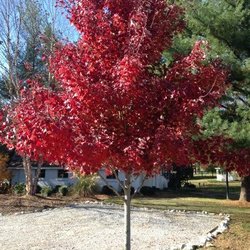 Lovers Lane Tree Farm
