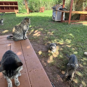 Lanai Cat Sanctuary - Animal Shelters Near Me - Lanai City, Hawaii Lanai Cat Sanctuary - Animal Shelters Near Me - Lanai City, Hawaii