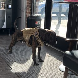 Iconic Culture Barbershop - A nice doggie