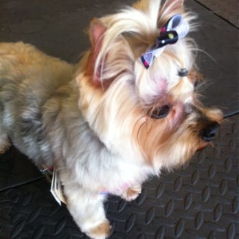 Paws Above the Rest - They were amazing!! My Angel has never been as happy n pretty after grooming! - Dog Walkers Near Me - Westminster, California Paws Above the Rest - They were amazing!! My Angel has never been as happy n pretty after grooming! - Dog Walkers Near Me - Westminster, California