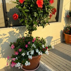 Four Brothers Restaurant & Pizza - Beautiful potted flowers --- well maintained as you can see!