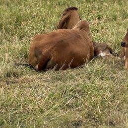 Brahman Cow Brahman Cow
