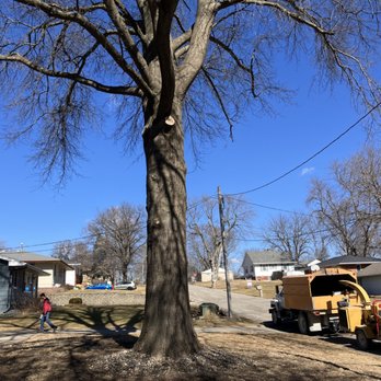 Clean Cut Tree Service - Trimming - Tree Services Near Me Clean Cut Tree Service - Trimming - Tree Services Near Me
