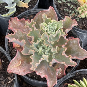 Rod’s Nursery - $15 large succulent - Nurseries & Gardening Near Me - Santa Paula, California Rod’s Nursery - $15 large succulent - Nurseries & Gardening Near Me - Santa Paula, California