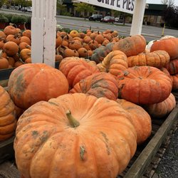 Mayflowers Nursery & Garden Ctr - Cinderella pumpkins
