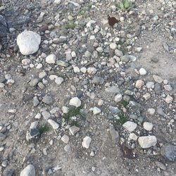 Mel's Outdoor Services - Weeds