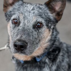 New Hope Rescue