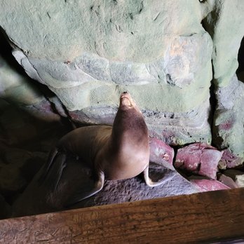 Cave Store - Sea lion inside cave on a rock. - Walking Tours Near Me - La Jolla, California