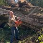 Photo of Mallett’s Tree removal 