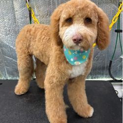 Aussie Pet Mobile of River Oaks - Beautiful cut! Call/Text 713-635-9943 for more information.
