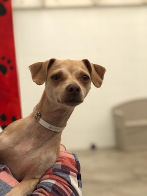 south bay pet adoption center