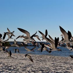 Fort Island Trail Beach - Red Billed gulls on the move at the beach. Always relaxing when I make a visit