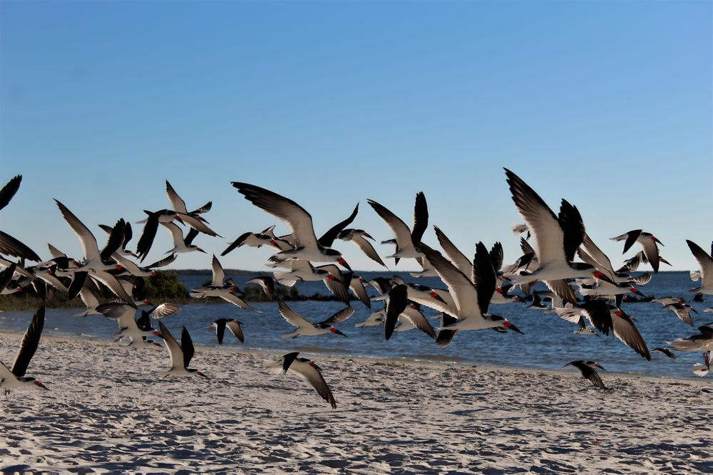 Fort Island Trail Beach Image