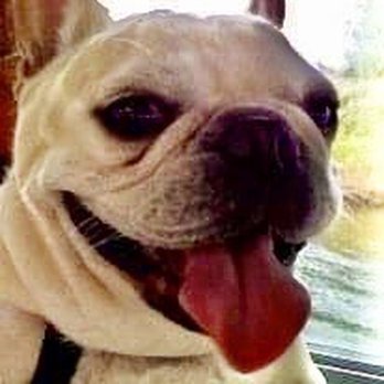 Westside Veterinary Center - DOUG AND BOB'S BOY "DONUT". - Veterinarians Near Me - New York, New York Westside Veterinary Center - DOUG AND BOB'S BOY "DONUT". - Veterinarians Near Me - New York, New York