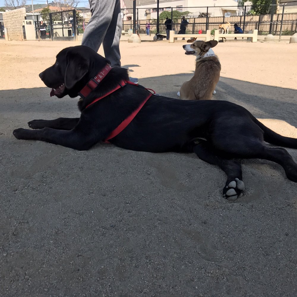 Whittier Dog Park - Let me catch my breath ;). - Dog Parks Near Me - Whittier, California Whittier Dog Park - Let me catch my breath ;). - Dog Parks Near Me - Whittier, California