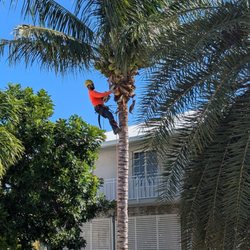 Dot Palm Landscaping