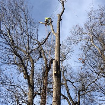 Out On A Limb Tree Service - Tree Services Near Me - Loganville, Georgia Out On A Limb Tree Service - Tree Services Near Me - Loganville, Georgia