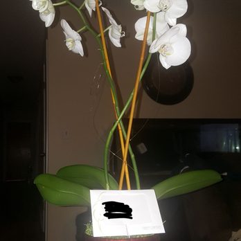 Ideal Image Orange Park - The most gorgeous orchid arrangement ever, I received from the ladies of Ideal Image Orange Park! Beyond kind, caring and thoughtful! - Laser Hair Removal Near Me - Orange Park, Florida