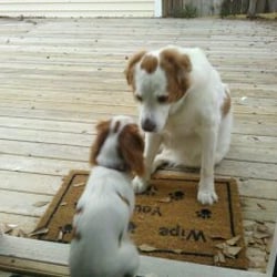 Paws Sitting Service - Look, it's a mini me.
