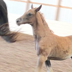 Cross Creek Stables - Foal