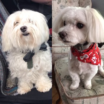 Laurel's Pet Grooming - Pet Groomers Near Me - Lacey, Washington Laurel's Pet Grooming - Pet Groomers Near Me - Lacey, Washington