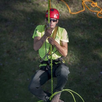 Nimble Tree Care - Footlocking: an arborist's way of ascending into a tree without damaging the trunk. - Tree Services Near Me - Carpinteria, California