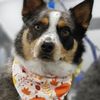 Zoomin Groomin gift card