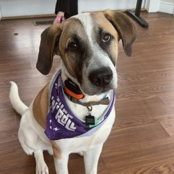 Companion Veterinary Hospital - Our dog Ryder