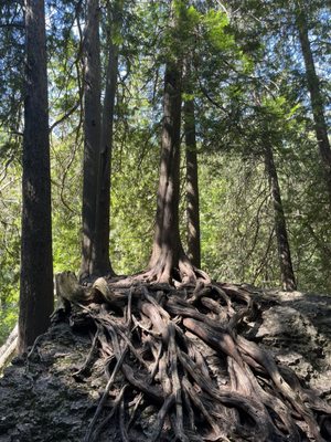 Elora Gorge Conservation Area by null