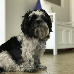 Irvine Animal Care Center - Max when he was a bit younger and healthier!