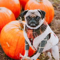 Scholls Ferry Farm - IG @huskymax_pugmolly