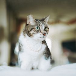 Stray No More - Booboo