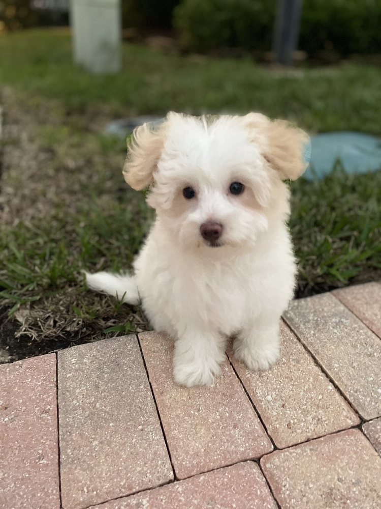 Star Pups Image