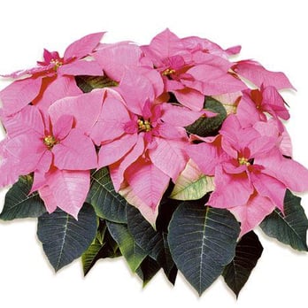 Pond-S-Scapes - Mars Pink Poinsettia - give yourself something different this year.  Beautiful 8" pot - $30 each & it can be back next year w... - Gardeners Near Me - La Cruces, New Mexico