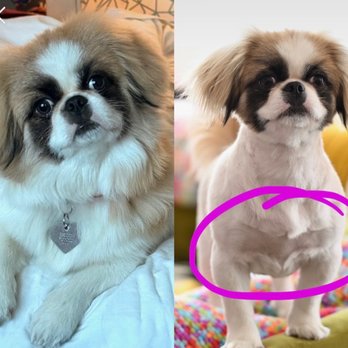 All Paws In Pet Salon - My babygirl's coat after a breed specific grooming, then her after she was butchered on her birthday. This is not okay! - Pet Groomers Near Me - Rialto, California All Paws In Pet Salon - My babygirl's coat after a breed specific grooming, then her after she was butchered on her birthday. This is not okay! - Pet Groomers Near Me - Rialto, California