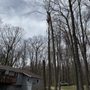 Jones Tree Service