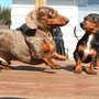 Photo of East Village Green Animal Hospital