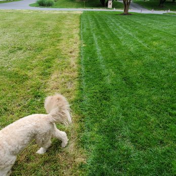 Chesapeake Lawn Science - Even if your neighbor does less than nothing, your lawn can still look great! - Lawn Services Near Me - Silver Spring, Maryland