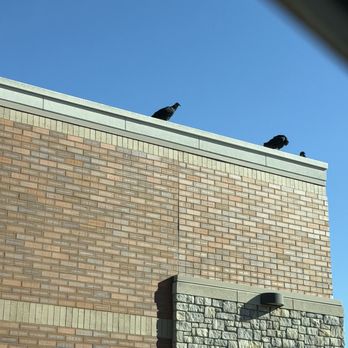 55 South - Turkey Vultures! - Southern Near Me - Brentwood, Tennessee 55 South - Turkey Vultures! - Southern Near Me - Brentwood, Tennessee