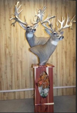 Wildlife Artistry Taxidermy Studio - taxidermy in Hondo, TX