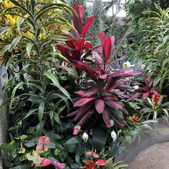 Bloedel Conservatory - Botanical Gardens Near Me - Vancouver, British Columbia