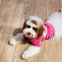 Photo of Ollu Dog Wash & Grooming Salon