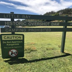 Little Bay Picnic Area - Wild kangaroos!