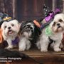 Photo of True Emotions Photography